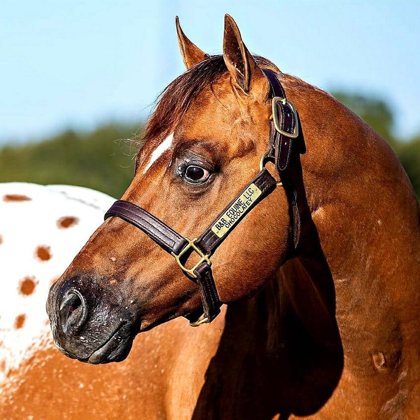 Chocolatey - Blanket Appaloosa Stallion